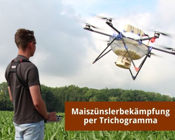 Drohneneinsatz zur Maiszünslerbekämpfung