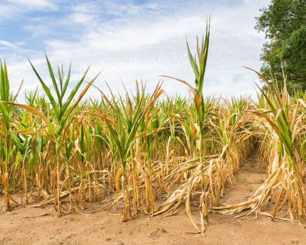 Wassermangel im Mais