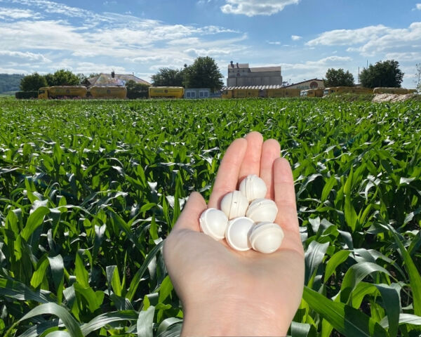 Maiszünslerkugeln auf der Hand vor einem Maisfeld