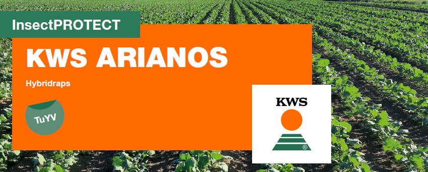 Ertragsstarke Hybridsorte KWS Arianos