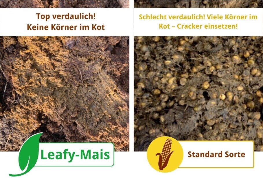 Vergleich Verdaulichkeit Leavy-Mais vs Standard Mais