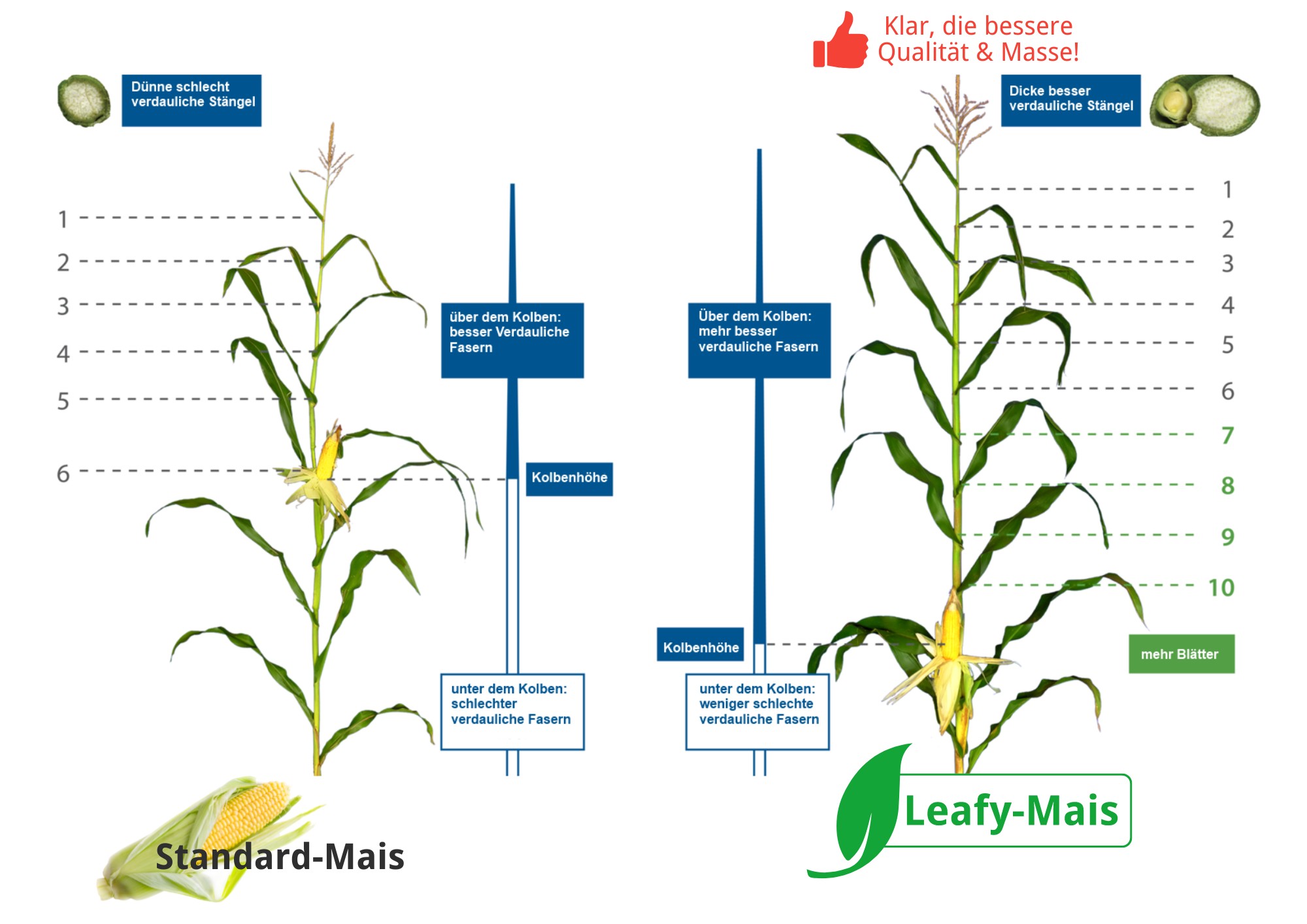 Vergleich Leavy-Mais vs. Standard Mais