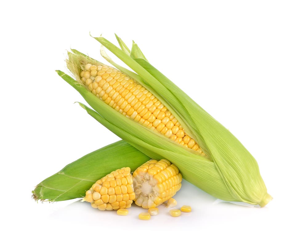 Saatgut für Mais